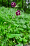 Filename=DSC_2727.jpg
Filesize=238KB
Dimensions=678x1024
Date added=Jun 03, 2014 DSC_2727.jpg