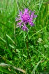 Filename=DSC_3644.jpg
Filesize=320KB
Dimensions=678x1024
Date added=Jul 14, 2014 DSC_3644.jpg