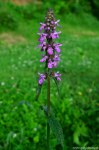 Filename=DSC_3755.jpg
Filesize=306KB
Dimensions=678x1024
Date added=Jul 26, 2014 DSC_3755.jpg