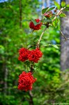 Filename=DSC_3904.jpg
Filesize=292KB
Dimensions=678x1024
Date added=Jul 26, 2014 DSC_3904.jpg