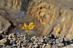 Filename=DSC_9089.jpg
Filesize=270KB
Dimensions=1024x678
Date added=Jan 13, 2016 DSC_9089.jpg