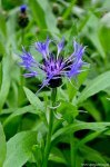 Filename=DSC_0020.jpg
Filesize=304KB
Dimensions=678x1024
Date added=May 18, 2016 DSC_0020.jpg