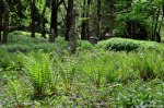 Filename=DSC_0031.jpg
Filesize=313KB
Dimensions=1024x678
Date added=May 22, 2016 DSC_0031.jpg