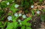 Filename=DSC_0093.jpg
Filesize=260KB
Dimensions=1024x678
Date added=May 22, 2016 DSC_0093.jpg
