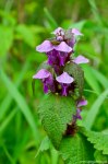 Filename=DSC_0169.jpg
Filesize=339KB
Dimensions=678x1024
Date added=May 22, 2016 DSC_0169.jpg