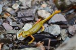 Filename=DSC_0209.jpg
Filesize=274KB
Dimensions=1024x678
Date added=May 22, 2016 DSC_0209.jpg