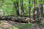 Filename=DSC_0232.jpg
Filesize=284KB
Dimensions=1024x678
Date added=May 23, 2016 DSC_0232.jpg