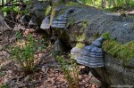 Filename=DSC_0234.jpg
Filesize=301KB
Dimensions=1024x678
Date added=May 22, 2016 DSC_0234.jpg