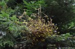Filename=DSC_9824.jpg
Filesize=323KB
Dimensions=1024x678
Date added=May 14, 2016 DSC_9824.jpg