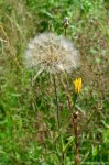 Filename=DSC_0374.jpg
Filesize=310KB
Dimensions=678x1024
Date added=Aug 04, 2016 DSC_0374.jpg