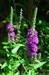 Filename=DSC_0382.jpg
Filesize=282KB
Dimensions=678x1024
Date added=Aug 04, 2016 DSC_0382.jpg