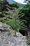 Filename=DSC_0467.jpg
Filesize=284KB
Dimensions=678x1024
Date added=Aug 04, 2016 DSC_0467.jpg