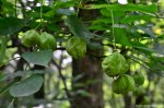 Filename=DSC_0508.jpg
Filesize=254KB
Dimensions=1024x678
Date added=Aug 04, 2016 DSC_0508.jpg