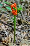 Filename=DSC_0523.jpg
Filesize=250KB
Dimensions=678x1024
Date added=Aug 04, 2016 DSC_0523.jpg