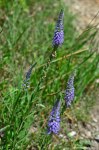 Filename=DSC_0529.jpg
Filesize=280KB
Dimensions=678x1024
Date added=Aug 04, 2016 DSC_0529.jpg