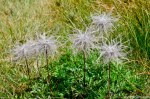 Filename=DSC_0792.jpg
Filesize=278KB
Dimensions=1024x678
Date added=Aug 18, 2016 DSC_0792.jpg