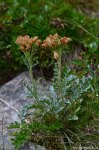 Filename=DSC_0832.jpg
Filesize=304KB
Dimensions=678x1024
Date added=Aug 18, 2016 DSC_0832.jpg