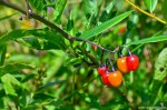 Filename=DSC_1107.jpg
Filesize=261KB
Dimensions=1024x678
Date added=Sep 22, 2016 DSC_1107.jpg