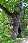 Filename=DSC_1267.jpg
Filesize=338KB
Dimensions=678x1024
Date added=Oct 20, 2016 DSC_1267.jpg